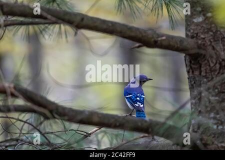 Blue Jay, Cyanocitta cristata, Nahrungssuche in einem Laubwald im Zentrum von Michigan, USA Stockfoto