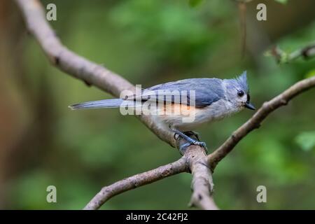 Tumbalmse, Baeolophus bicolor, kommt zu einer Futterstation in Zentral-Michigan, USA Stockfoto