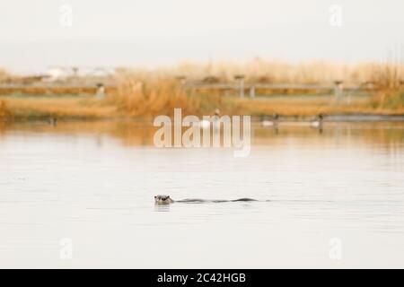 Direkt auf Blick auf einen Otter, der in einem Teich schwimmt Stockfoto