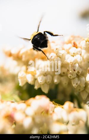 Die östliche Hummel genießt die Jacponicus-Blüten Stockfoto