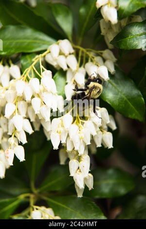 Die östliche Hummel genießt die Jacponicus-Blüten Stockfoto