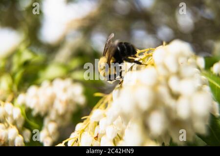 Die östliche Hummel genießt die Jacponicus-Blüten Stockfoto