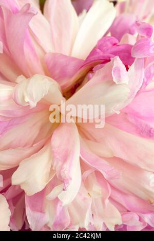 WA16952-00....WASHINGTON - EIN selektives Fokusbild des Zentrums einer Pfingstrose, das in einer Blumenanordnung gefunden wurde. Stockfoto