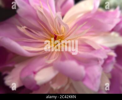 WA16955-00....WASHINGTON - EIN selektives Fokusbild des Zentrums einer Pfingstrose, das in einer Blumenarrangements gefunden wurde. Stockfoto