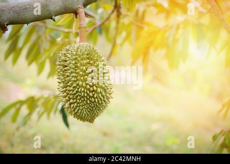 Durian Frucht hängen auf dem Durian Baum im Garten Stockfoto