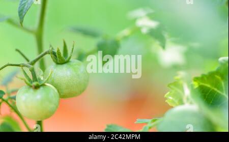 Grüne Tomaten in die Pflanzen Agrar Landwirtschaft Bio mit Sonnenlicht/frischen grünen unreifen Tomaten wachsen im Garten Stockfoto