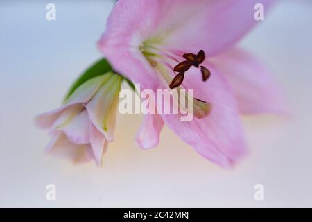 WA16981-00...WASHINGTON - zarte Blume und Knospe fotografiert mit einem Lensbaby Sweet Spot 50. Stockfoto