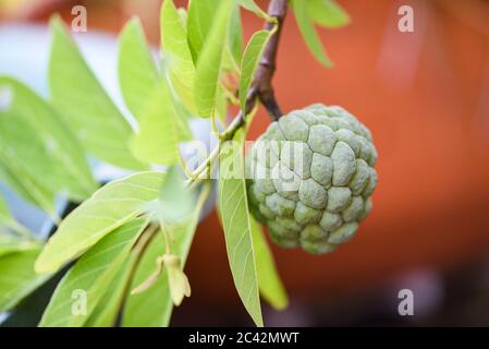 Zucker Apple oder Custard Apple auf Baum im Garten tropische Früchte Natur grün Hintergrund/Annona sweetsop Stockfoto