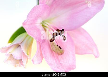 WA16982-00...WASHINGTON - zarte Blume und Knospe fotografiert mit einem Lensbaby Sweet Spot 50. Stockfoto