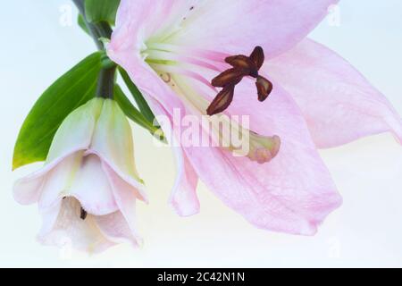 WA16984-00...WASHINGTON - zarte Blume und Knospe. Stockfoto