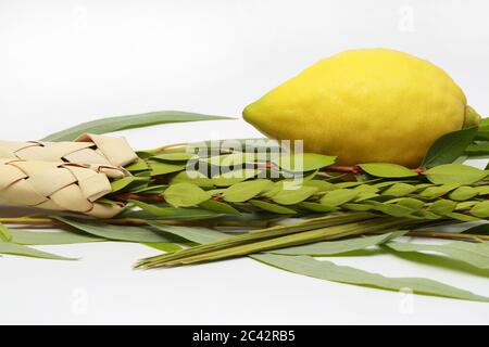 Etrog (Zitronen-Frucht), hadass (Myrtenzweige), Lulav (Dattelpalmenzweig) und Aravah (Weide) wurden bei einer Zeremonie des jüdischen Feiertags von Sukkoth verwendet. Stockfoto