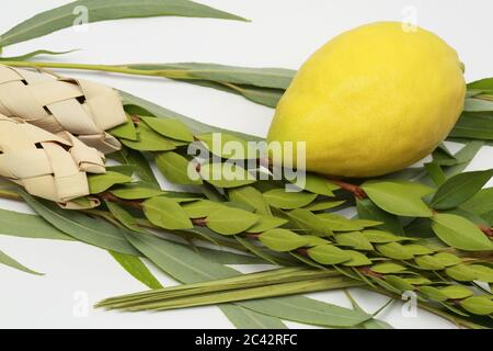 Etrog (Zitronen-Frucht), hadass (Myrtenzweige), Lulav (Dattelpalmenzweig) und Arava (Weide) wurden bei der Zeremonie des jüdischen Feiertages von Sukkoth verwendet. Stockfoto
