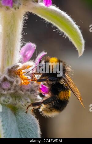Biene sammelt Pollen aus Lambs Ohr Stockfoto