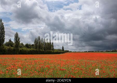 Zu Fuß in ein Mohn Feld an einem stürmischen Sommertag, Norfolk, England Stockfoto