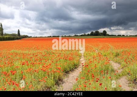 Zu Fuß in ein Mohn Feld an einem stürmischen Sommertag, Norfolk, England Stockfoto