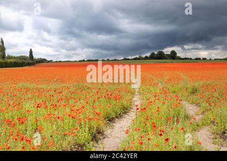 Zu Fuß in ein Mohn Feld an einem stürmischen Sommertag, Norfolk, England Stockfoto