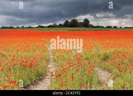 Zu Fuß in ein Mohn Feld an einem stürmischen Sommertag, Norfolk, England Stockfoto