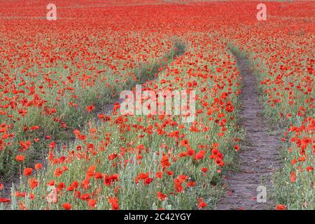 Zu Fuß in ein Mohn Feld an einem stürmischen Sommertag, Norfolk, England Stockfoto