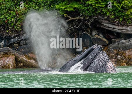 Zwei Buckelwale, Mama mit ihrem Kalb, füttern nahe am Ufer entlang der Knight Inlet Coast, First Nations Territory, British Columbia, Kanada. Stockfoto