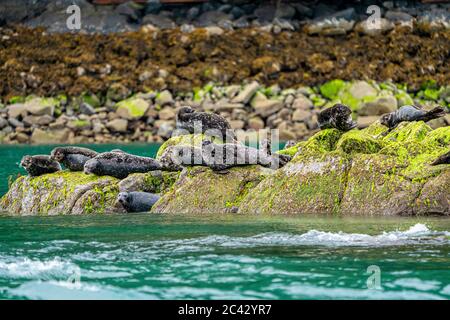 Seehunde entspannen bei Ebbe auf einem Felsen in Knight Inlet, British Columbia, Kanada. Stockfoto