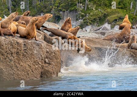 Stellers Sea Lions auf einem Steingarten im Broughton Archipel, bereit zum Schwimmen, First Nations Territory, British Columbia, Kanada Stockfoto