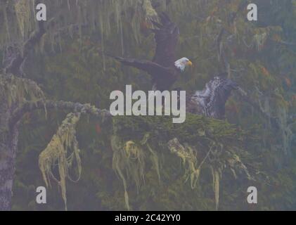 Weißkopfseeadler erwachsen und Küken an einem nebligen Morgen im Broughton Archipel, First Nations Territory, British Columbia, Kanada. Stockfoto