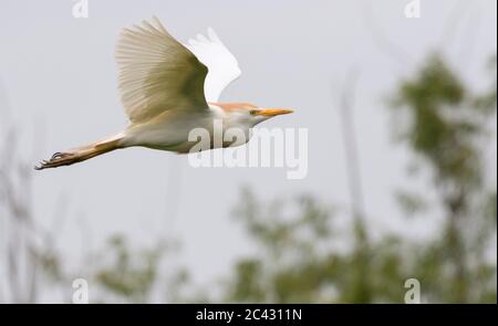 Der Rinderreiher fliegt mit einem Ast, um das Nest zu bauen Stockfoto