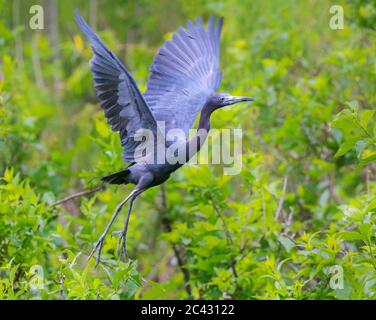 Der kleine Blaureiher im Flug im Brazos Band State Park, Texas Stockfoto