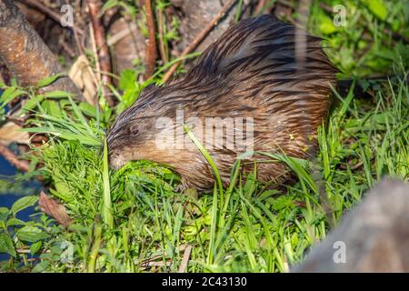 Bisamratte (Ondatra zibethicus) mit einem Mund voll Gras im Sommer, horizontal Stockfoto