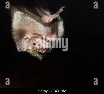 Das Porträt der Gemeinen Vampirfledermaus, Desmodus rotundus Stockfoto