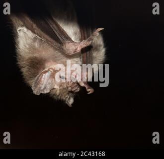 Das Porträt der Gemeinen Vampirfledermaus, Desmodus rotundus Stockfoto