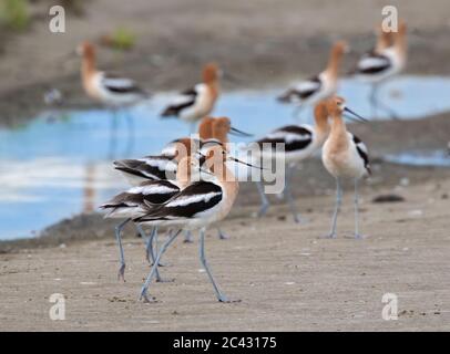 Die amerikanischen Avocets (Recurvirostra americana) Stockfoto