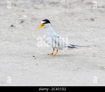 Das Männchen der am wenigsten Seeschwalbe, die am Sandstrand, Galveston, Texas, läuft Stockfoto