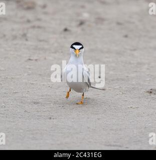 Das Männchen der am wenigsten Seeschwalbe, die am Sandstrand, Galveston, Texas, läuft Stockfoto