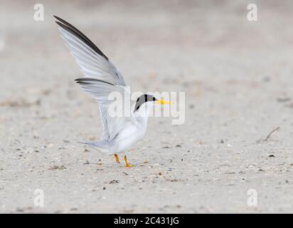 Das Männchen der am wenigsten Seeschwalbe, die am Sandstrand, Galveston, Texas, läuft Stockfoto