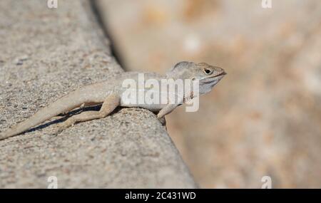 Die braune Anole (Anolis sagrei), die auf dem Felsen posiert Stockfoto