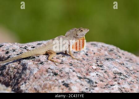 Die braune Anole (Anolis sagrei), die mit verlängerter Taulap auf dem Felsen posiert Stockfoto