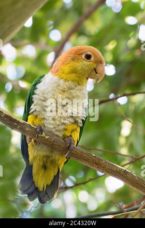 Der Weißbauchpapagei (Pionites leucogaster) aus nächster Nähe Stockfoto