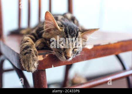 Niedliche bengal Kätzchen Katze liegt auf dem alten Holzstuhl zu Hause Stockfoto