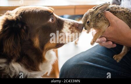 Sand Am Main, Deutschland. Juni 2020. Der Australian Shepherd mischt 'Lasko' schnüffelt an dem jungen Feldhase 'Hasi'. Der Hund hatte den Feldhase im Garten der Familie im Landkreis Schweinfurt unterkühlt und hungrig aufgespürt. Das Kaninchen wurde von der Familie betreut, wurde dann aber auf Anweisung eines Tierarztes in die Obhut eines Rettungszentrums gebracht und starb später. Quelle: Nicolas Armer/dpa/Alamy Live News Stockfoto