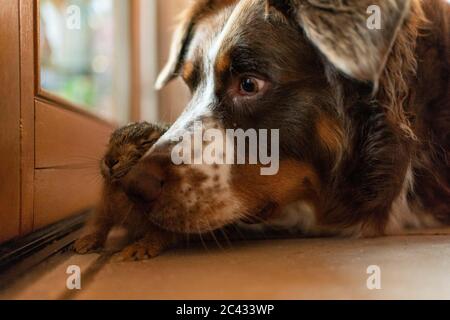 Sand Am Main, Deutschland. Juni 2020. Der Australian Shepherd mischt 'Lasko' schnüffelt an dem jungen Feldhase 'Hasi'. Der Hund hatte den Feldhase im Garten der Familie im Landkreis Schweinfurt unterkühlt und hungrig aufgespürt. Das Kaninchen wurde von der Familie betreut, wurde dann aber auf Anweisung eines Tierarztes in die Obhut eines Rettungszentrums gebracht und starb später. Quelle: Nicolas Armer/dpa/Alamy Live News Stockfoto