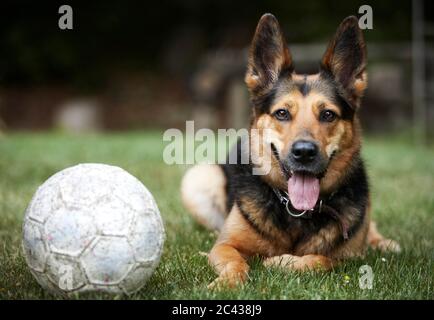 Liegender Deutscher Schäferhund mit Fußball Stockfoto