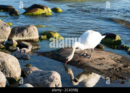 Der mute Schwan und seine Nachkommen auf dem Kirkkonummi-Archipel, Finnland Stockfoto