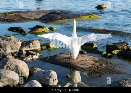 Der mute Schwan und seine Nachkommen auf dem Kirkkonummi-Archipel, Finnland Stockfoto