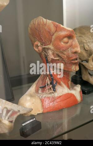 Modell eines menschlichen Kopfes, um die Muskeln und Blutgefäße zu repräsentieren - Anatomie - Ausstellung - Museum Stockfoto