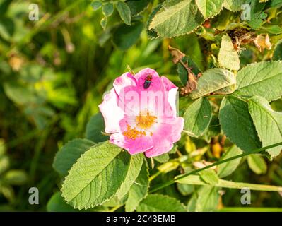 Insektenkäfer auf einer rosa Blume einer Hagebuttenpflanze. Stockfoto