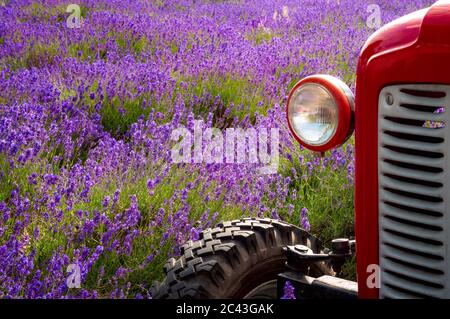 Sommer Ernte und Land Farming Konzept Thema mit Nahaufnahme auf dem Scheinwerfer und roten alten Vintage-Traktor in einem bunten Feld von lila laven Stockfoto