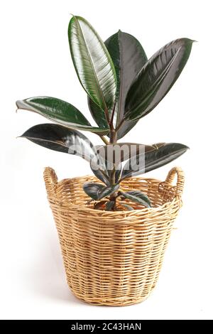 Ficus elastica (Indian Rubber plant) im Korb isoliert auf weißem Hintergrund. Stockfoto