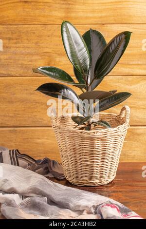 Ficus elastica (Indian Rubber plant) in Korb isoliert auf Holztisch. Stockfoto