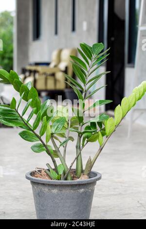 Zamioculcas zamiifolia in schwarzem Kunststoff Topf für dekoriert. Stockfoto